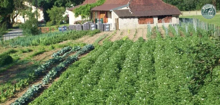 Légumes du jardin de saison