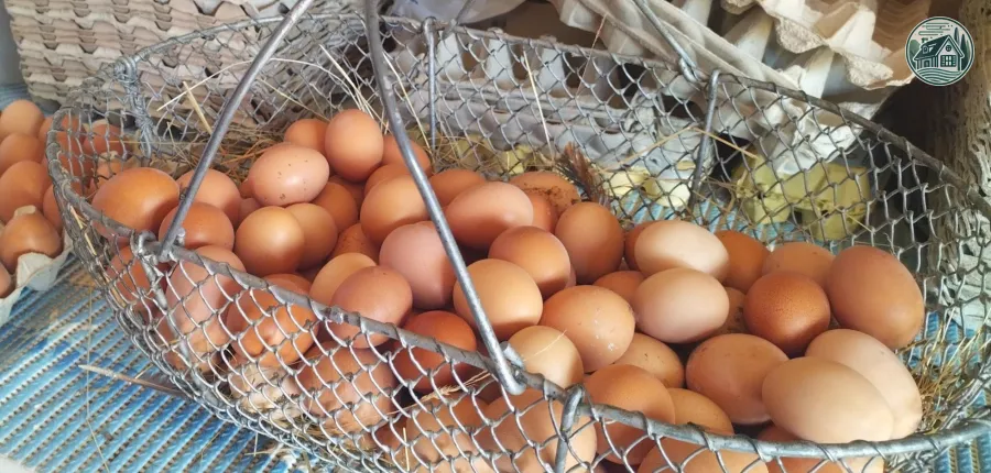 Œufs frais de la ferme